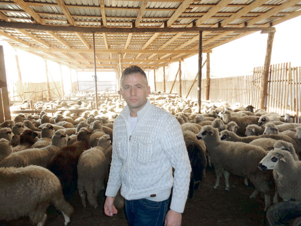 Омеровићева фарма од преко 500 оваца 